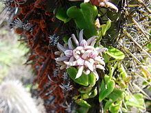 Diplolepis (plant) httpsuploadwikimediaorgwikipediacommonsthu