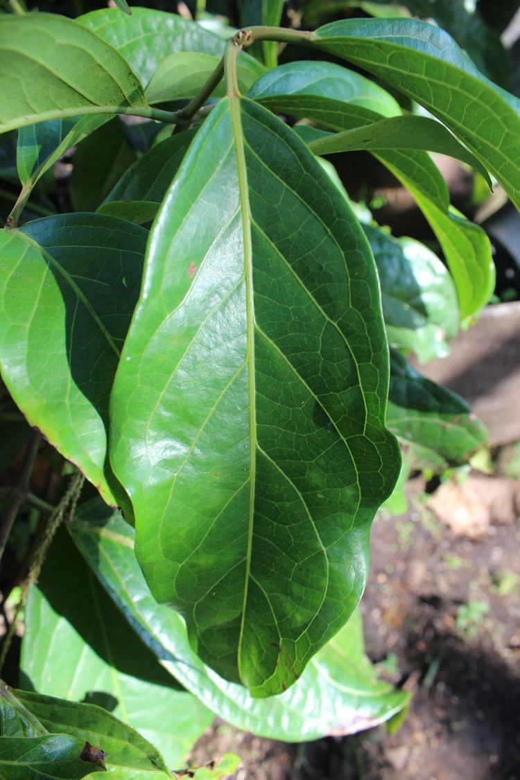 Close-up view of the leaves of Diplopterys cabrerana.