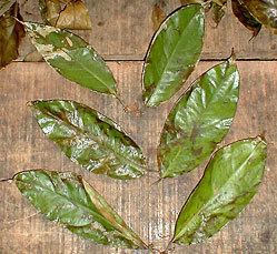 Dry leaves of Diplopterys cabrerana.