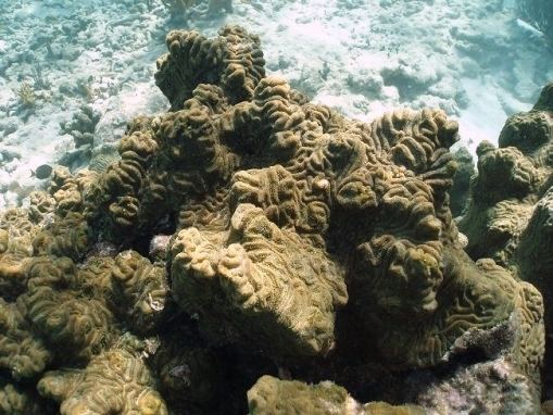 Diploria clivosa coralpediabiowarwickacukimagesoptimizeddipl