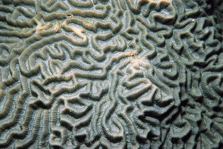 Diploria clivosa Diploria clivosa Corals of the World Photos maps and information