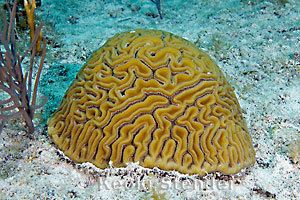 Diploria Grooved Brain Coral Diploria labyrinthiformis