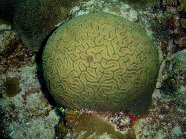 Diploria labyrinthiformis CalPhotos Diploria labyrinthiformis Grooved Brain Coral