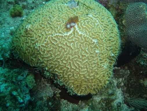 Diploria strigosa Coralpedia Diploria strigosa