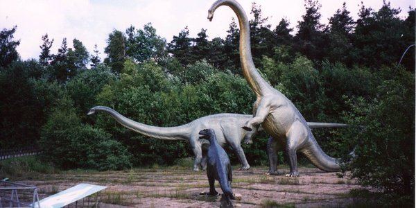 Diplosaurus diplosaurus Gallery