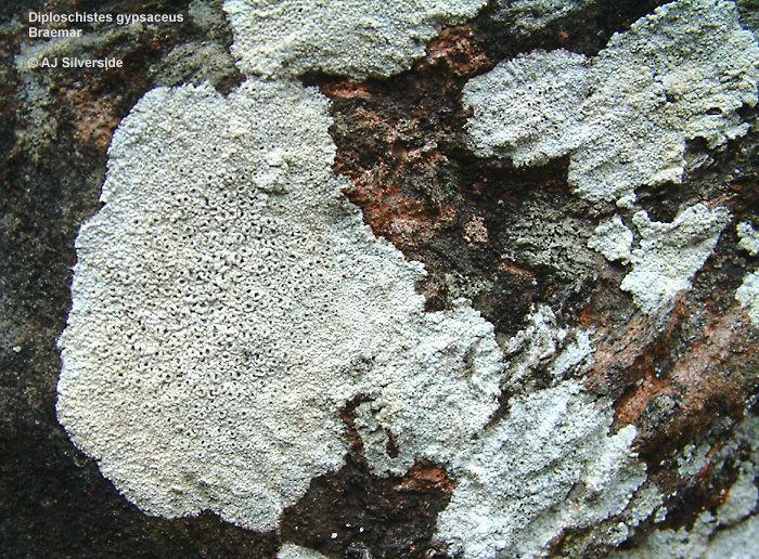 Diploschistes Diploschistes gypsaceus images of British lichens