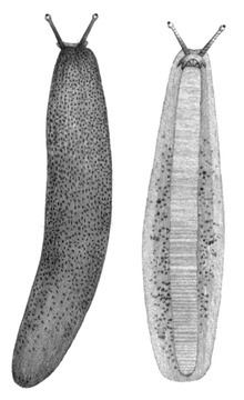 Diplosolenodes occidentalis httpsuploadwikimediaorgwikipediacommonsthu