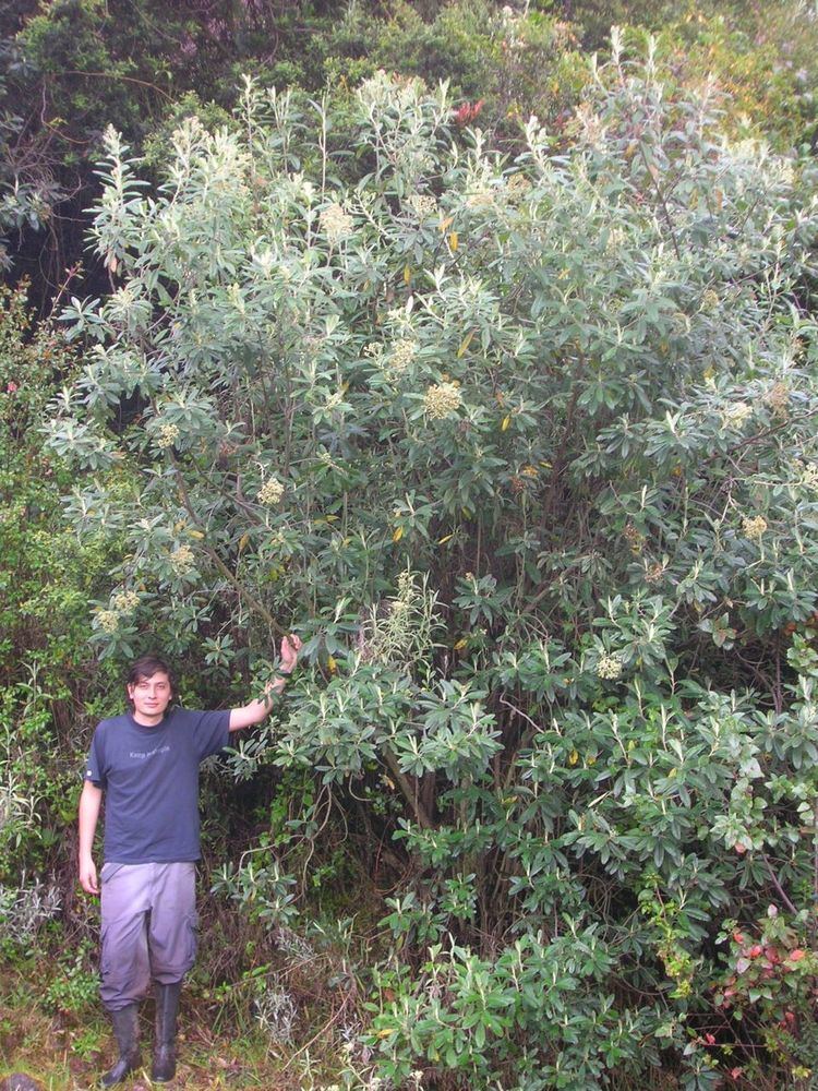 Diplostephium Diplostephium Species List Oscar M Vargas