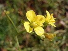 Diplotaxis (plant) httpsuploadwikimediaorgwikipediacommonsthu