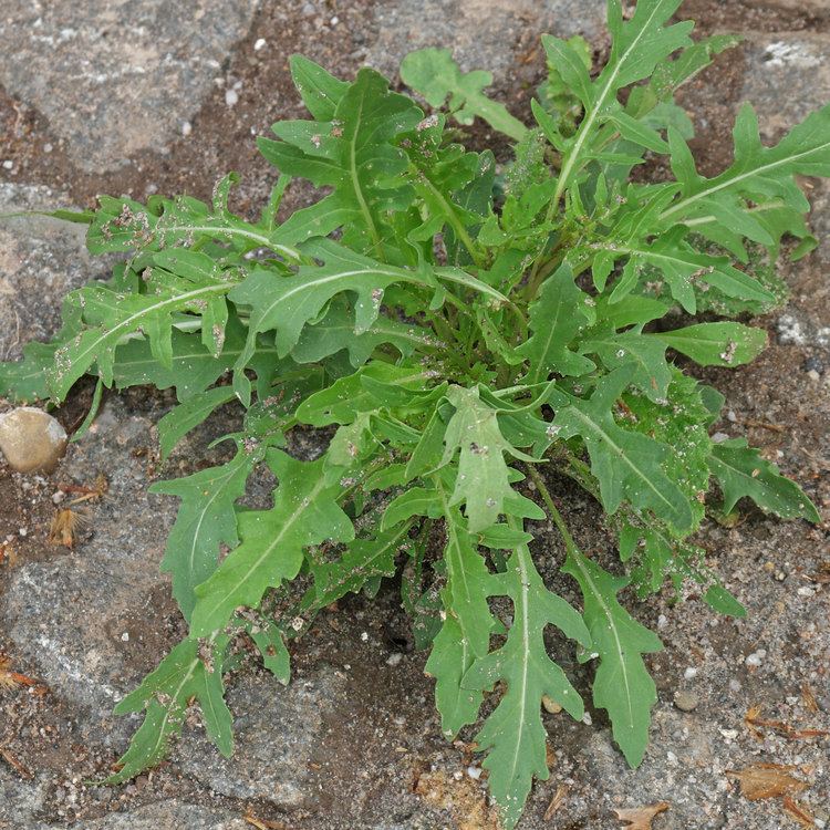Diplotaxis (plant) Unkraut