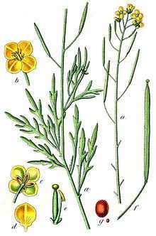 Diplotaxis tenuifolia httpsuploadwikimediaorgwikipediacommonsthu