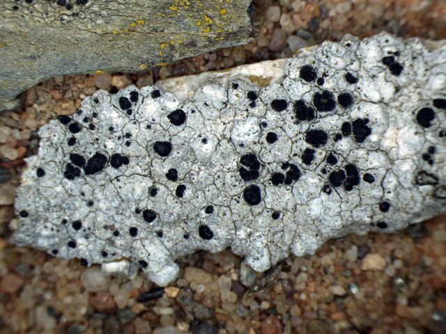 Diplotomma Diplotomma alboatrum Lichens of Ireland