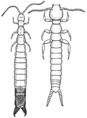 Diplura Diplura