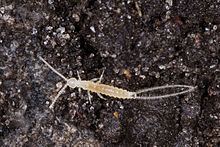 Diplura httpsuploadwikimediaorgwikipediacommonsthu