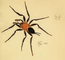 Diplura (spider) httpsuploadwikimediaorgwikipediacommonsthu
