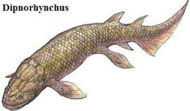 Dipnorhynchus Art illustration Aquatic animals Dipnorhynchus is an extinct