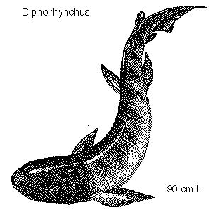 Dipnorhynchus Dipnorhynchus