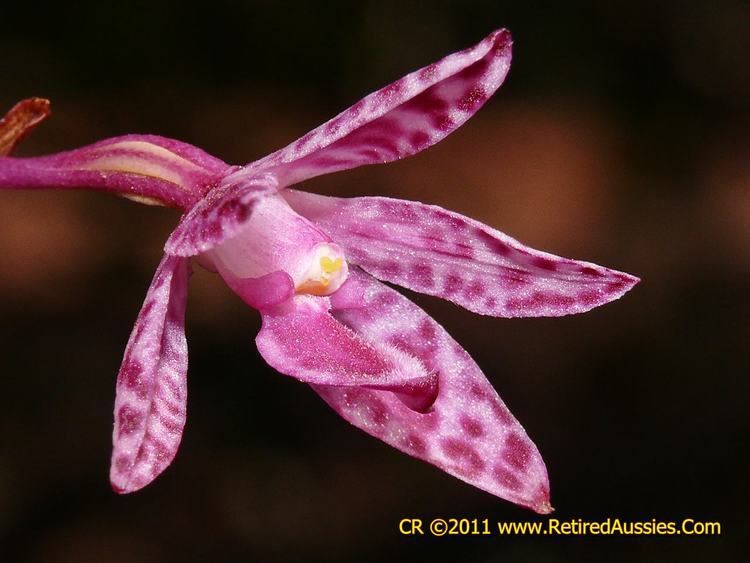 Dipodium Orchids of Victoria Dipodium punctatum Purple Hyacinth Orchid