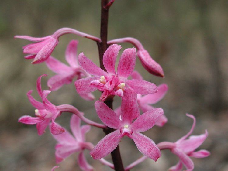 Dipodium Orchids Gallery Dipodium roseum 39Pink Hyacinth Orchid39