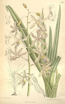 Dipodium paludosum httpsuploadwikimediaorgwikipediacommonsthu
