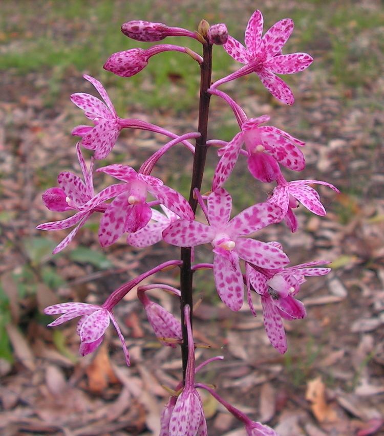 Dipodium punctatum Hyacinth orchids Dipodium punctatum morselsandscraps