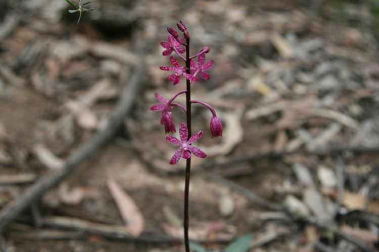Dipodium punctatum Blotched Hyacinth Orchid Dipodium punctatum