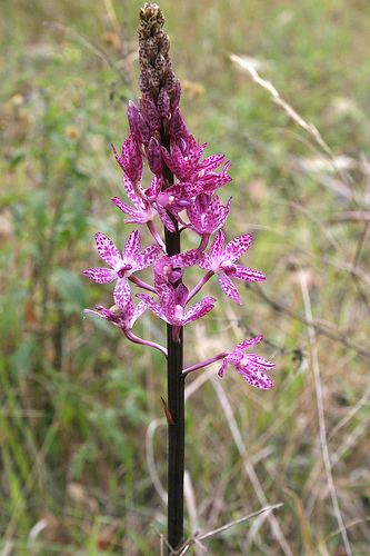 Dipodium punctatum The Nature of Robertson Hyacinth Orchid Dipodium punctatum