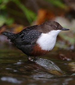 Dipper 1000 images about BIRDS CINCLIDAE dippers on Pinterest Passerine