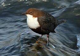 Dipper category