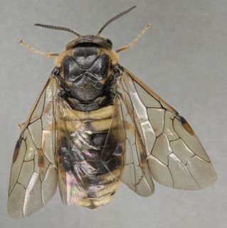 Diprionidae Diprionidae Conifer sawflies Discover Life