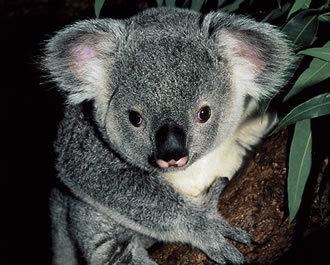 Diprotodontia Zoology Chordata Diprotodontia wombats kangaroos wallabies