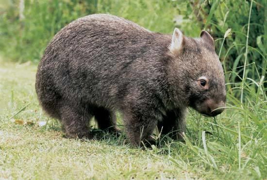 Diprotodontia Diprotodontia Common Wombat