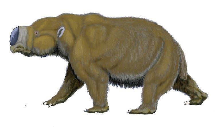 Diprotodontidae