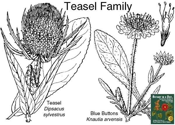 Dipsacaceae Dipsacaceae Teasel Family Identify plants and flowers