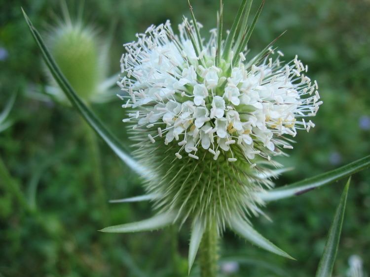 Dipsacus laciniatus Dipsacus laciniatus Lower Hudson Partnership for Regional Invasive