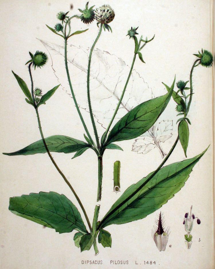 Dipsacus pilosus FileDipsacus pilosus Flora Batava Volume v19jpg Wikimedia
