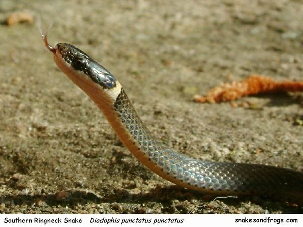 Dipsadidae Ringneck Snake Page