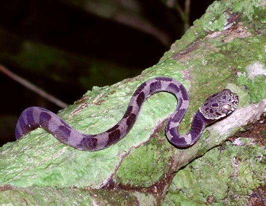 Dipsas indica The Amazonian snaileater snake Dipsas indica This snake feeds on
