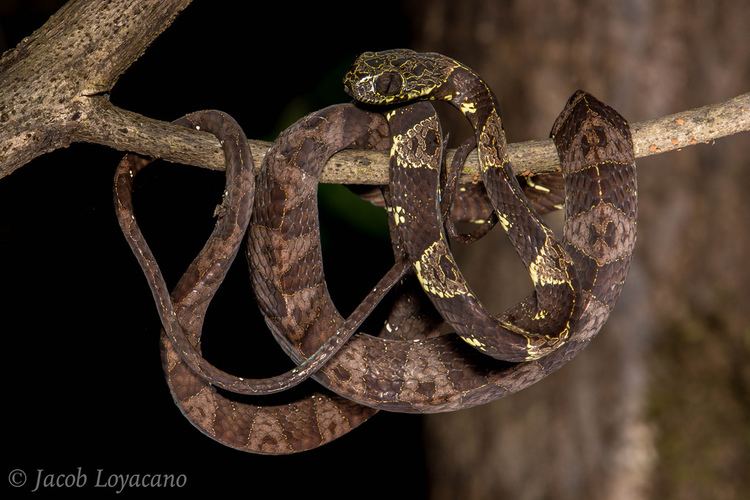 Dipsas indica Bigheaded Snail Eating Snake Dipsas indica This nocturn Flickr