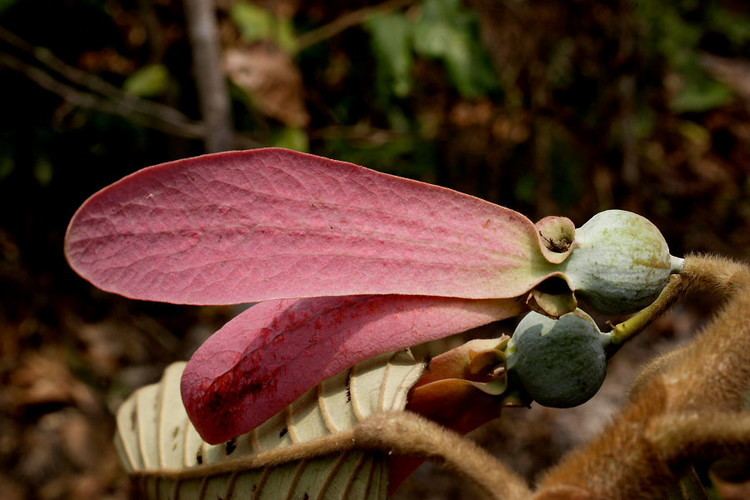 Dipterocarpaceae Dipterocarpus obtusifolius DIPTEROCARPACEAE