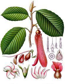 Dipterocarpaceae httpsuploadwikimediaorgwikipediacommonsthu