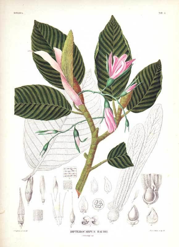 Dipterocarpaceae Dipterocarpaceae