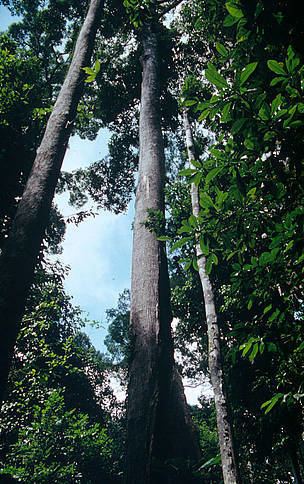 Dipterocarpaceae Lowland dipterocarp forests WWF