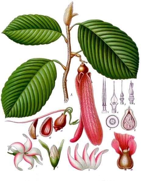 Dipterocarpus Dipterocarpus retusus Wikipedia