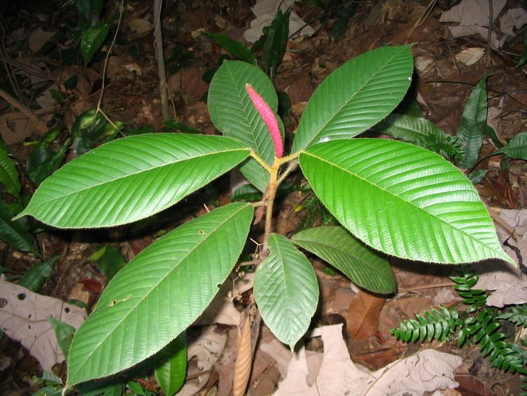 Dipterocarpus Dipterocarpus baudii Images Useful Tropical Plants