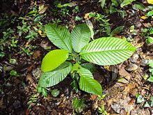 Dipterocarpus httpsuploadwikimediaorgwikipediacommonsthu