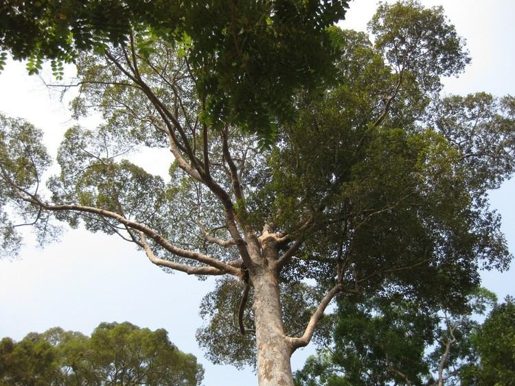 Dipterocarpus costatus tropicalthefernsinfoplantimages7676e0b2be3f0