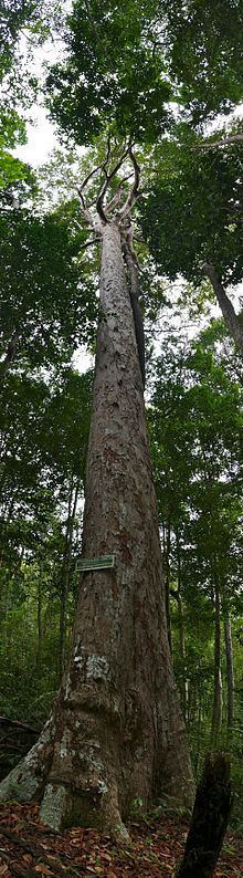 Dipterocarpus crinitus httpsuploadwikimediaorgwikipediacommonsthu