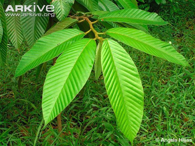 Dipterocarpus Dipterocarpus videos photos and facts Dipterocarpus baudii ARKive