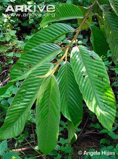 Dipterocarpus Dipterocarpus videos photos and facts Dipterocarpus gracilis ARKive